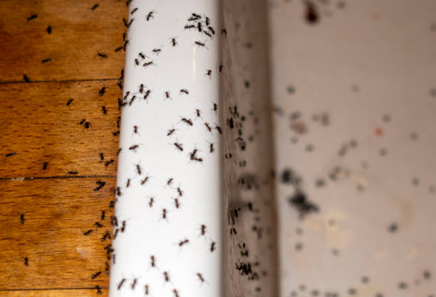 Best Commercial Pest Control Services  in Stroudsburg, PA